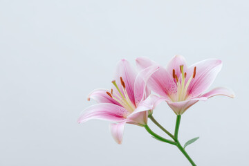 Fototapeta premium closeup of ultrabright blooming lilies isolated against clean background