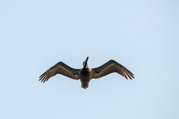 Brown Pelican soaring in hazy blue sky, showing its impressive wingspan, with copy space.