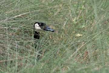 Canada Goose, its head and neck partially obscured by sweetgrass.