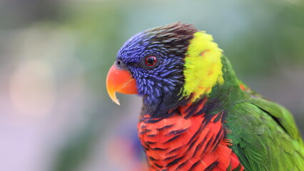 rainbow lorikeet