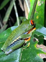 Red eyed green tree frog on leaf