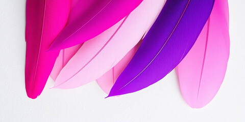 Close-Up of Vibrant Rainbow Parrot Feathers 