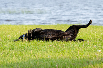 Wet Black Labrador Rolling Joyfully on Grass After Swimming. Happy Dog Rolling in Grass After Lake Swim – Summer Relaxation