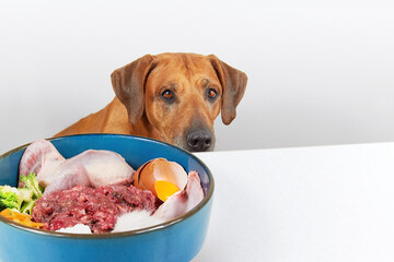 Natural dog food Big brown dog next to white table with bowl full of raw meat food 
Feeding dog
