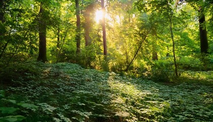 Obraz premium serene green nature lush foliage and sunlight