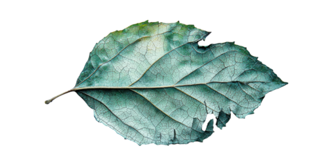 Dried Leaf With Detailed Veins. Nature'S Aging And Decay Process Isolated On Transparent Background