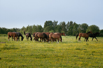 Fototapeta premium Herd of Brown Horses Grazing in Wildflower Meadow on Summer Morning. Peaceful Pastoral Scene with Horses in Blooming Field near Forest