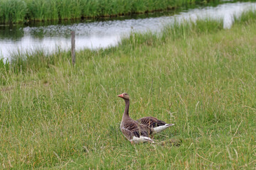 Rügen goose in the Steinhorster Becken nature reserve on the ems
