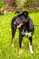 Black dog without breed on a leash in summer close up