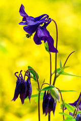 Beautiful blue columbine flowers in the garden	