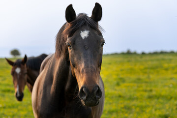 Obraz premium Confident Black Horse Staring at Camera with White Star Marking – Equine Portrait in Natural Meadow Setting