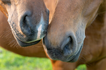 Close-Up of Two Horses Touching Noses – Intimate Moment of Equine Affection and Connection