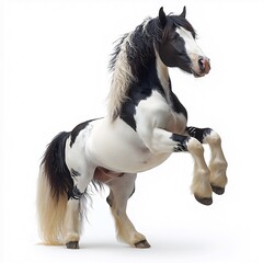Majestic Black and White Stallion Rearing in Graceful Equine Photography - Beautiful Pet and Purebred Animal in Vibrant Equestrian Action Shot