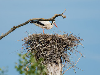 Fototapeta premium Cigogne blanche femelle (Ciconia ciconia) sur le nid, couvant ses œufs, nidification, oiseaux échassiers, faune européenne, comportement parental, oiseau migrateur