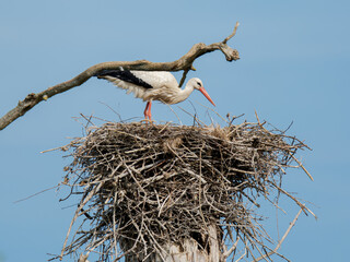 Cigogne blanche femelle (Ciconia ciconia) sur le nid, couvant ses œufs, nidification, oiseaux échassiers, faune européenne, comportement parental, oiseau migrateur