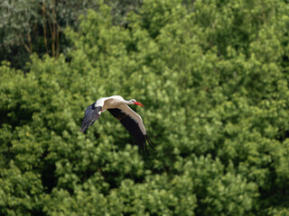 Cigogne blanche mâle (Ciconia ciconia) en vol, ailes déployées, oiseau migrateur échassier, silhouette en plein ciel, plumage blanc et noir, vol majestueux
