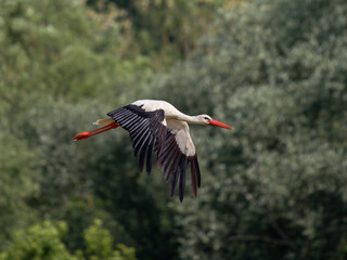 Cigogne blanche mâle (Ciconia ciconia) en vol, ailes déployées, oiseau migrateur échassier, silhouette en plein ciel, plumage blanc et noir, vol majestueux