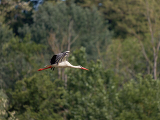 Couple de cigognes blanches (Ciconia ciconia) sur le nid, oiseaux migrateurs, nidification, oiseaux échassiers, faune européenne, comportement de couple