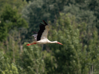 Cigogne blanche mâle (Ciconia ciconia) en vol, ailes déployées, oiseau migrateur échassier, silhouette en plein ciel, plumage blanc et noir, vol majestueux