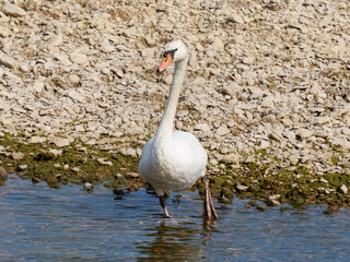 Cygne tuberculé (Cygnus olor) majestueux au bord de l’eau, oiseau aquatique, plumage blanc, bec...