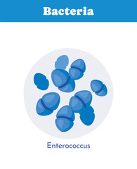 Enterococcus bacteria under microscope. Vector illustration