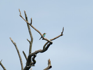 Guêpier d’Europe (Merops apiaster) coloré posé sur une branche, oiseau insectivore migrateur,...