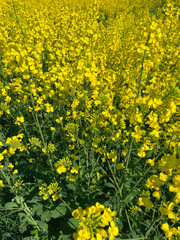 Obraz premium Close-Up of Blooming Yellow Rapeseed Flowers in a Field, Netherlands