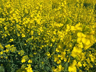 Bright Yellow Rapeseed Flowers in Full Bloom, Close-Up in Dutch Field