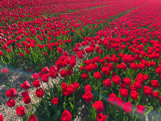 Obraz premium Red Tulips Blooming in Neat Rows on Dutch Flower Field in Spring