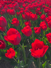 Fototapeta premium Bright Red Tulips in Full Bloom on Dutch Farmland in Spring Sunshine, the Netherlands