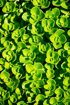 Phedimus stevenianus, Rouy & E.G.Camus, 't Hart, Syn.: Sedum stevenianum grow evergreen wild plants closeup macro photo