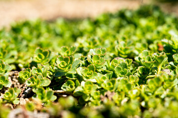 Phedimus stevenianus, Rouy & E.G.Camus, 't Hart, Syn.: Sedum stevenianum grow evergreen wild plants closeup macro photo