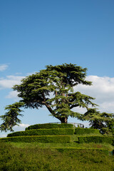 Cypress tree on top of trimmed hedge mound, Caen, capital of Calvados department, Normandy, France