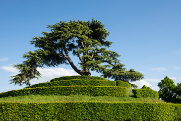 Cypress tree on top of trimmed hedge mound, Caen, capital of Calvados department, Normandy, France