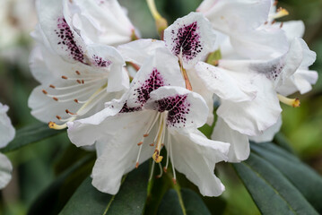 Rhododendron, Colline aux Oiseaux Park, Birds' Hill park, a large landscaped park in Caen, capital of Calvados department, Normandy, France