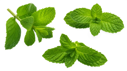mint leaves  fresh mint isolated on white background PNG
