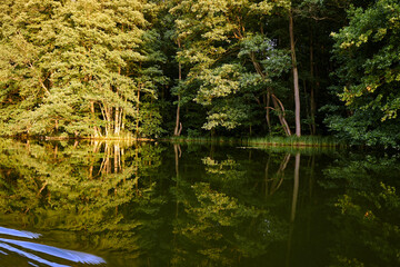 Deciduous forest reflecting in the water of a lake in summer