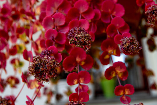 Sedum in autumn is a large genus of flowering plants in the family Crassulaceae,