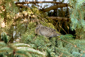 Side view of a mourning dove chick resting in a coniferous tree on a spring day. 