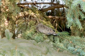 A mourning dove chick sleeping on a branch in an evergreen tree on a spring day in Iowa. 