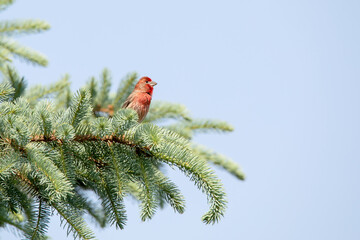 Profile view of a male house sparrow sitting in an evergreen tree isolated against the blue sky on a spring day in Iowa. 