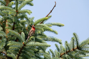 Male house finch in a coniferous tree, facing toward the viewer on a spring day in Iowa. 