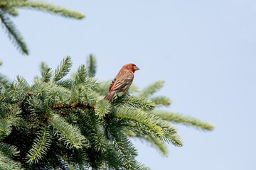 Side view of a male house finch perched in an evergreen tree on a spring day in Iowa, isolated on a clear blue sky background. 