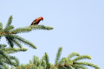 A male house finch looks down from its perch on an evergreen tree on a spring day in Iowa with a blue sky background. 
