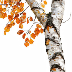 Birch Tree with Painted Bark Texture and Autumn Leaves