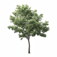 Ash Tree with Compound Leaves and Straight Trunk