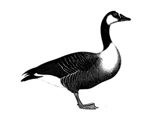 Obraz premium Elegant vintage engraved representation of a graceful goose, showcasing intricate detailing and classic design elements