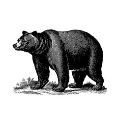 Fototapeta premium Engraved vintage bear emblem showcasing natural beauty and strength in a timeless design