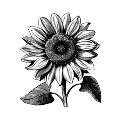 Fototapeta premium Intricate vintage sunflower emblem showcasing detailed engraved illustration in timeless design