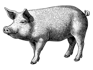 Vintage engraved illustration of a realistic standing pig in artistic detail showcasing its anatomy and texture within a rustic design context